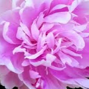 Meet your Posher, Caroline